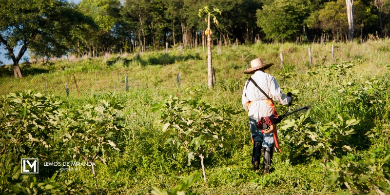 Aposentadoria por idade rural