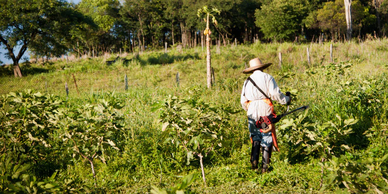 Aposentadoria do Segurado Especial