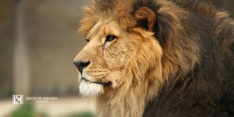 Imposto de Renda na Aposentadoria de Brasileiros no Exterior